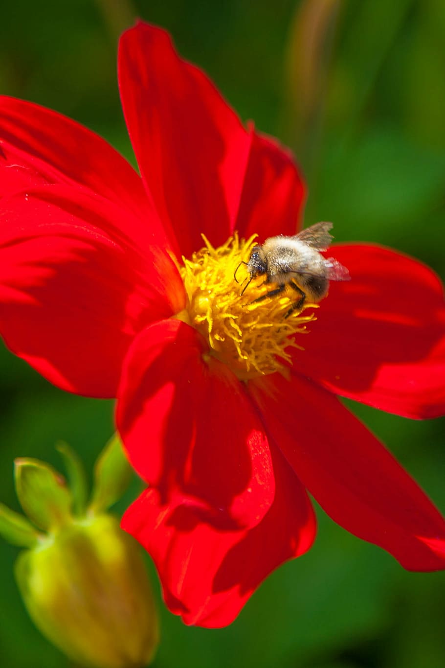 flower, bumblebee, summer, closeup, insect, flowering plant HD wallpaper