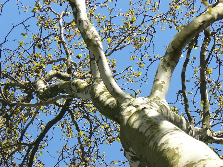 tree, sky, blue, aesthetic, branches, bark, low angle view HD wallpaper