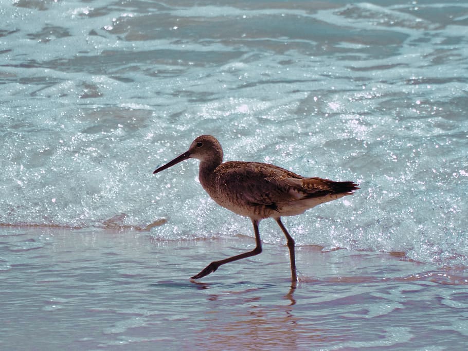 bird, water, sea, wave, water bird, lake, animal, nature, beach HD wallpaper