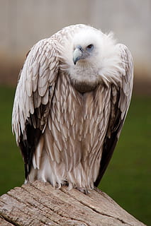 gray vulture on log, animal, beak, bird, feather, feathers HD wallpaper
