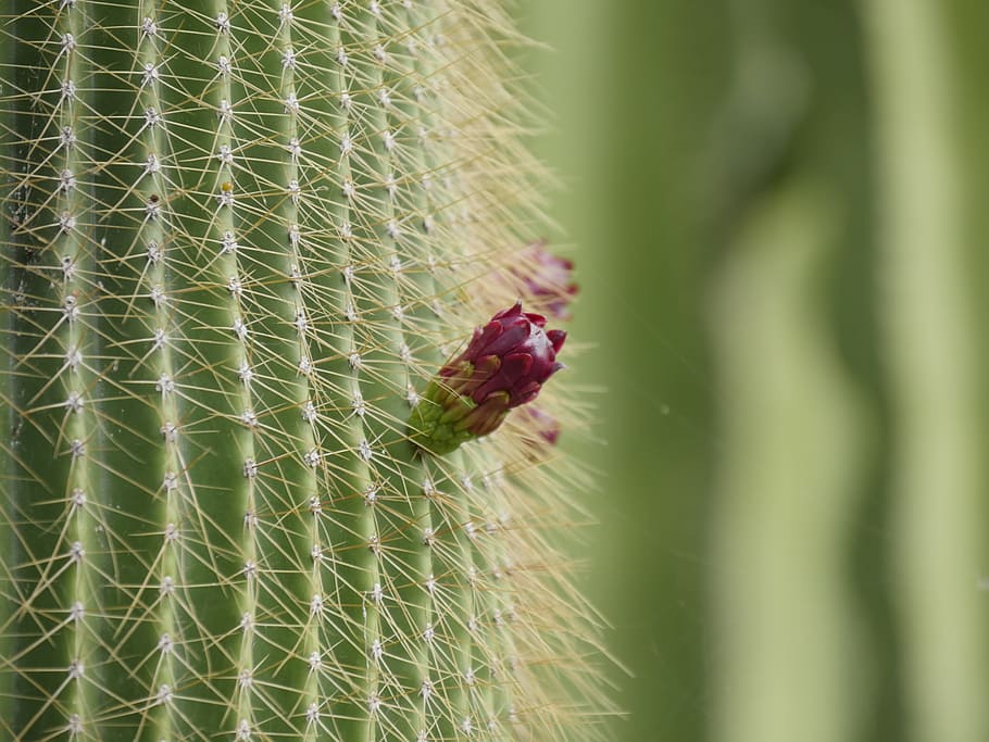 cactus, green, red, fruit, blossom, bloom, nature, red green HD wallpaper