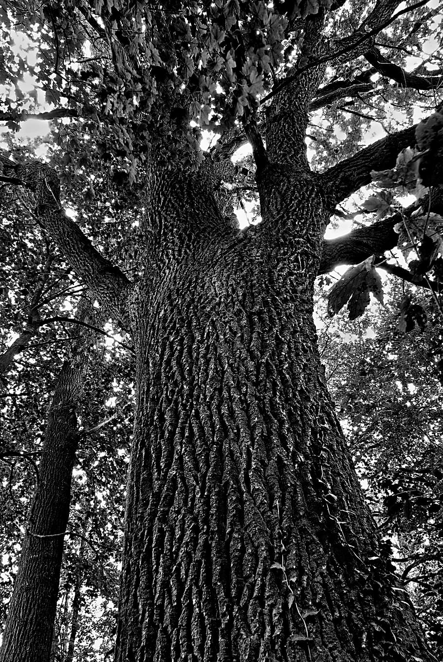bw, nature, trees, tree trunk, plant, growth, low angle view HD wallpaper