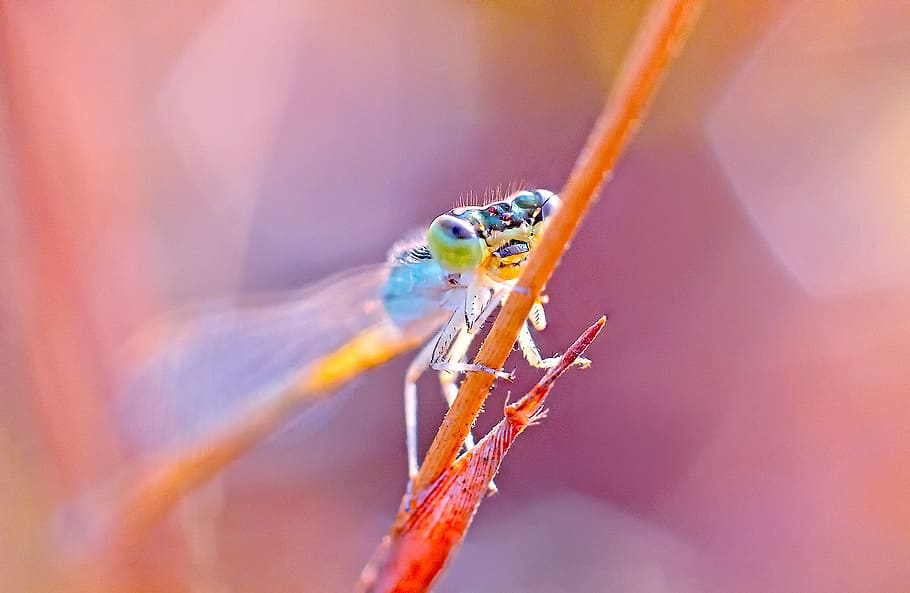 dragonfly, damselfy, india, kerala, animal themes, one animal HD wallpaper