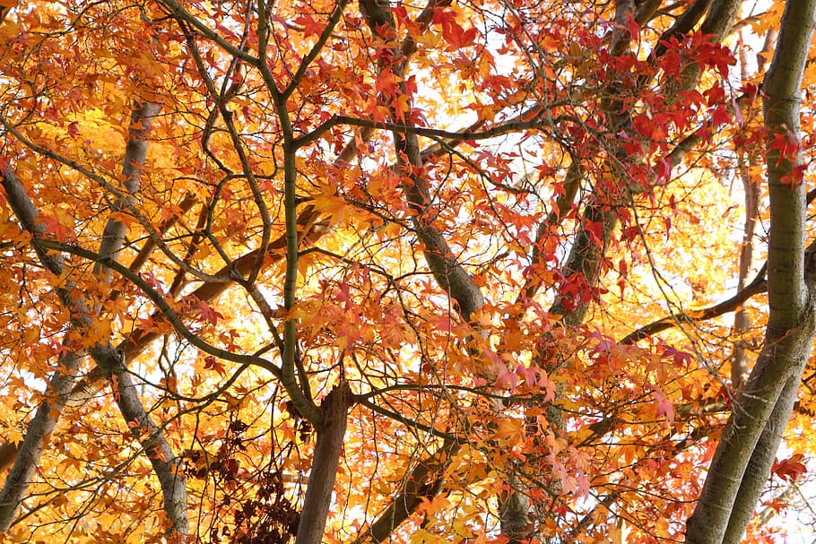 autumn, maple, leaves, trees, fall, red, orange, season, foliage HD wallpaper