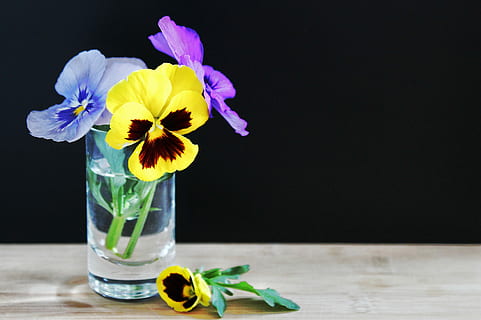 yellow and purple pansy flowers in clear vase, spring, blue HD wallpaper