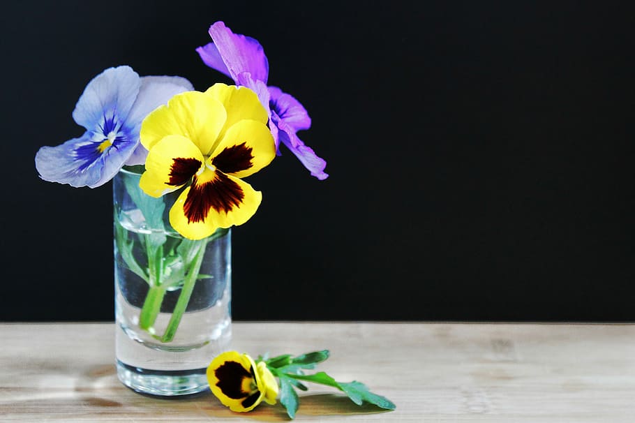 yellow and purple pansy flowers in clear vase, spring, blue HD wallpaper