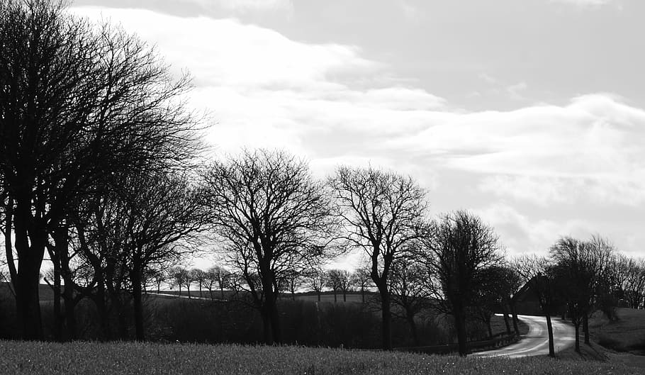 Trees, Winter, Road, Landscape, hindsholm, fyn, denmark, black and white HD wallpaper
