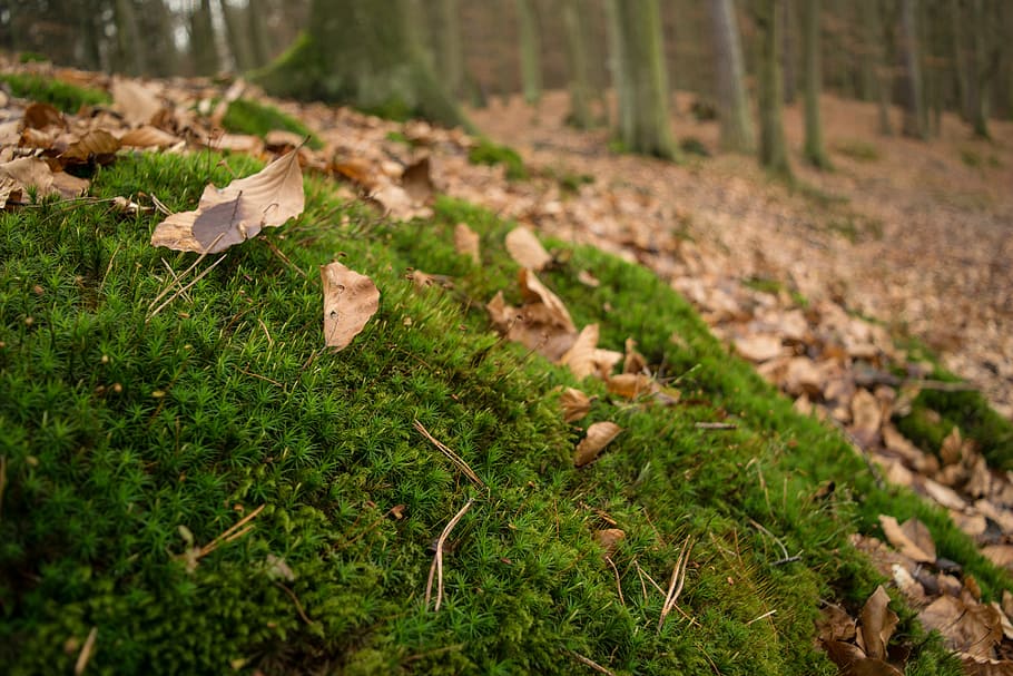 moss, forest, leaves, green, nature, autumn, fluffy, leaf, tree HD wallpaper