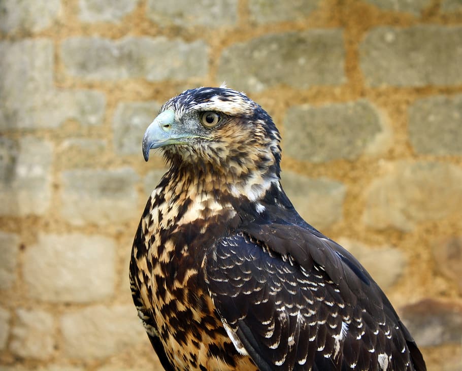 Hawk, Bird, Beak, Predator, Wildlife, feather, hunter, avian HD wallpaper