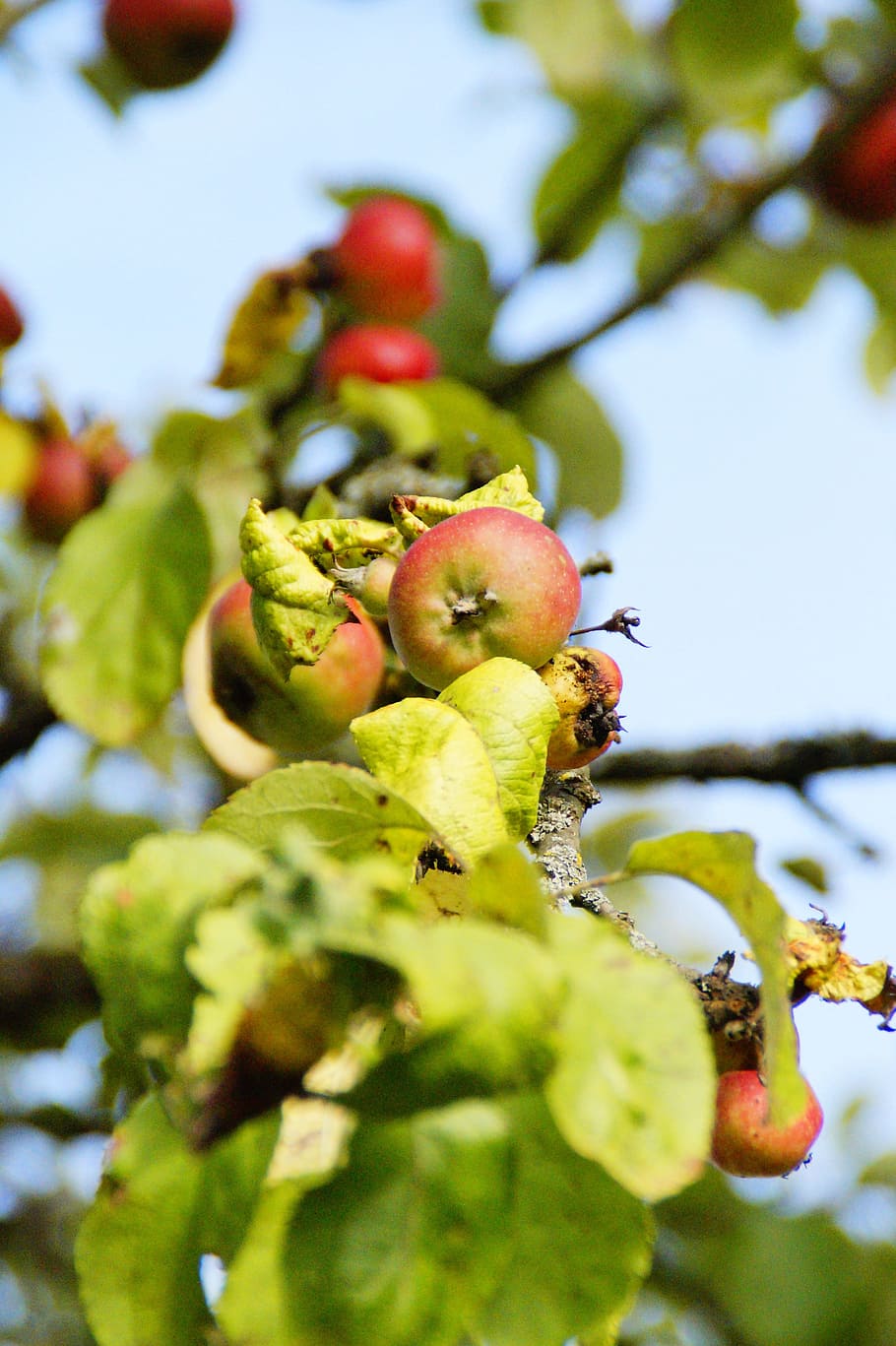 apple tree, autumn, fruit, ungeerntet, frisch, plant, food and drink HD wallpaper