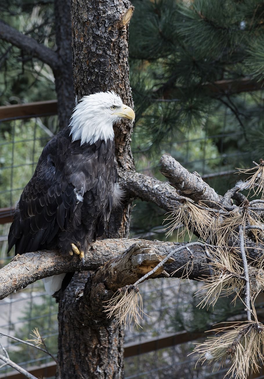 bald eagle, perched, raptor, bird, nature, tree, branches, wild HD wallpaper