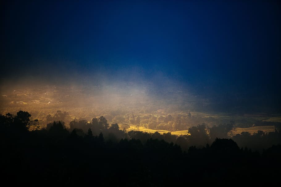silhouette photography of trees, landscape photography of forest trees HD wallpaper