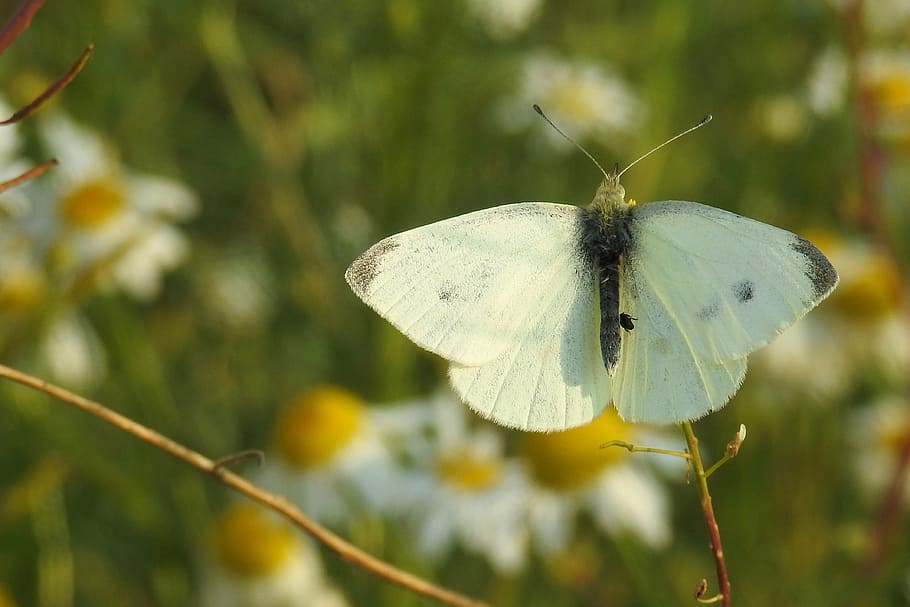butterfly, white, insect, summer, nature, butterflies, wing HD wallpaper