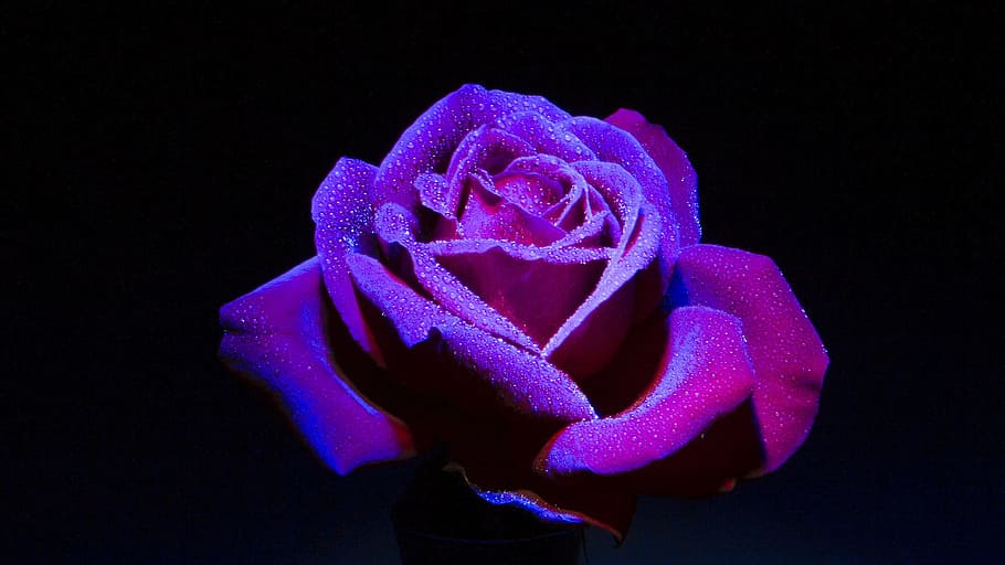 shallow focus photography of purple rose, closeup photography, HD wallpaper