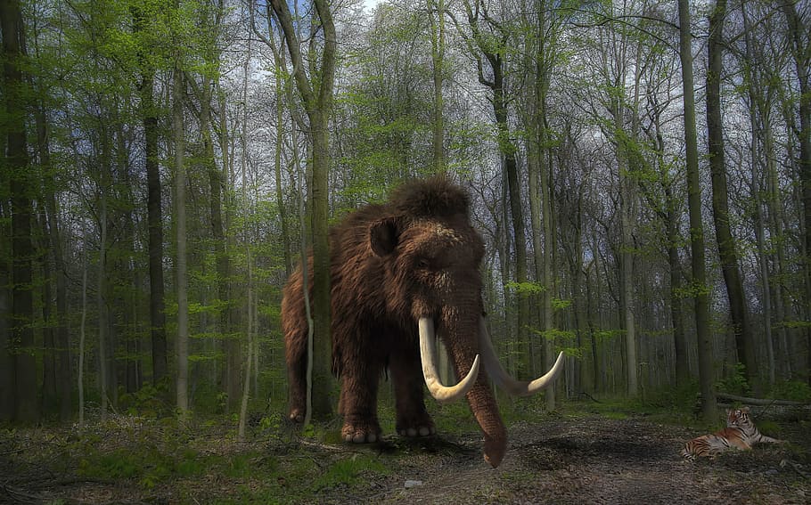 brown mammoth beside trees, tiger, composing, forest, nature HD wallpaper