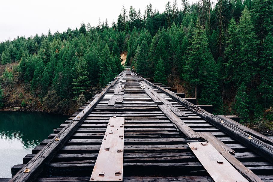forest, bridge, trees, plant, beauty in nature, scenics - nature HD wallpaper