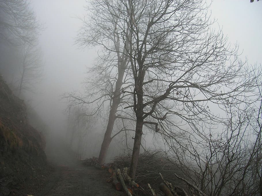 fog, trees, forest, autumn, nature, mood, mystical, bare tree HD wallpaper