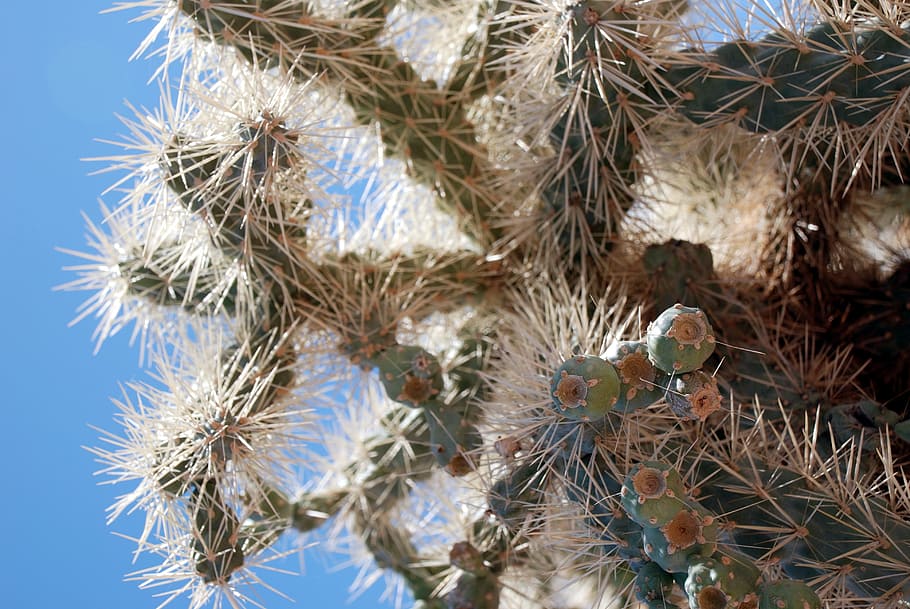 cactus, sharp, desert, green, plant, nature, botany, succulent HD wallpaper