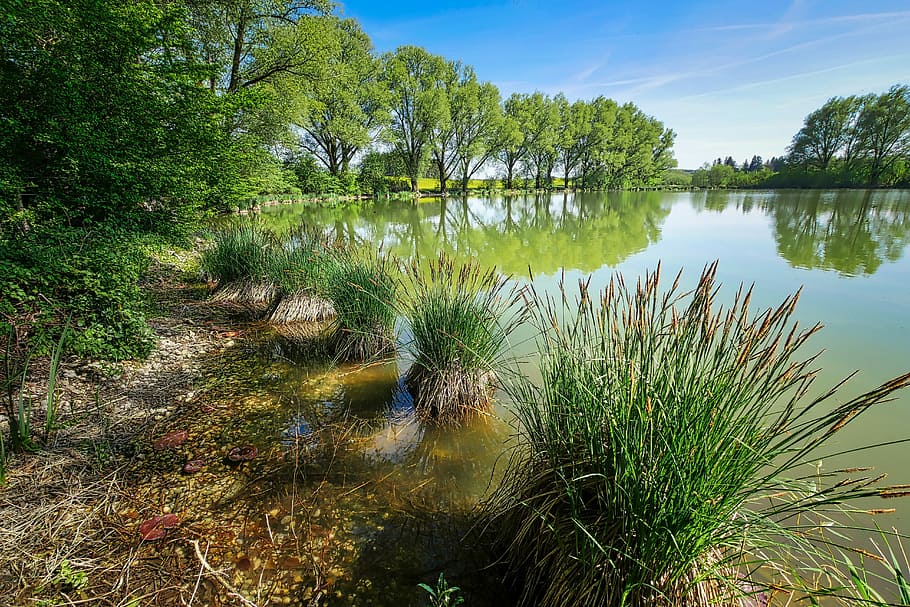 green grass beside body of water, tree, nature, waters, reflection HD wallpaper