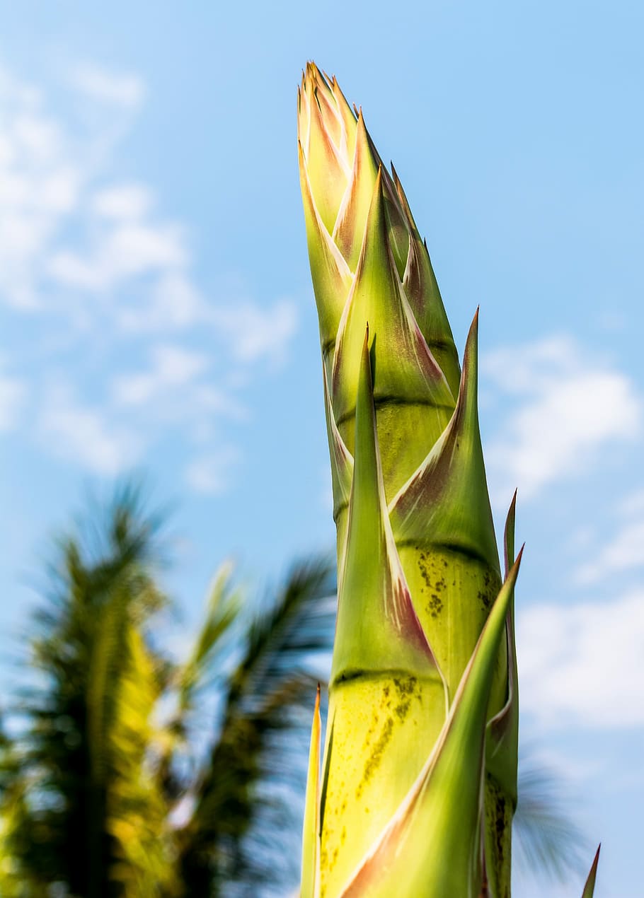 Agave, Root, Flower, agave root, agave flower, green color, HD wallpaper