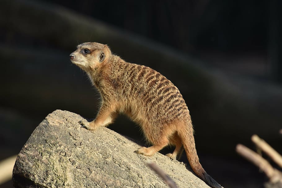 meerkat, nature, mammal, curious, vigilant, animal, wildlife HD wallpaper