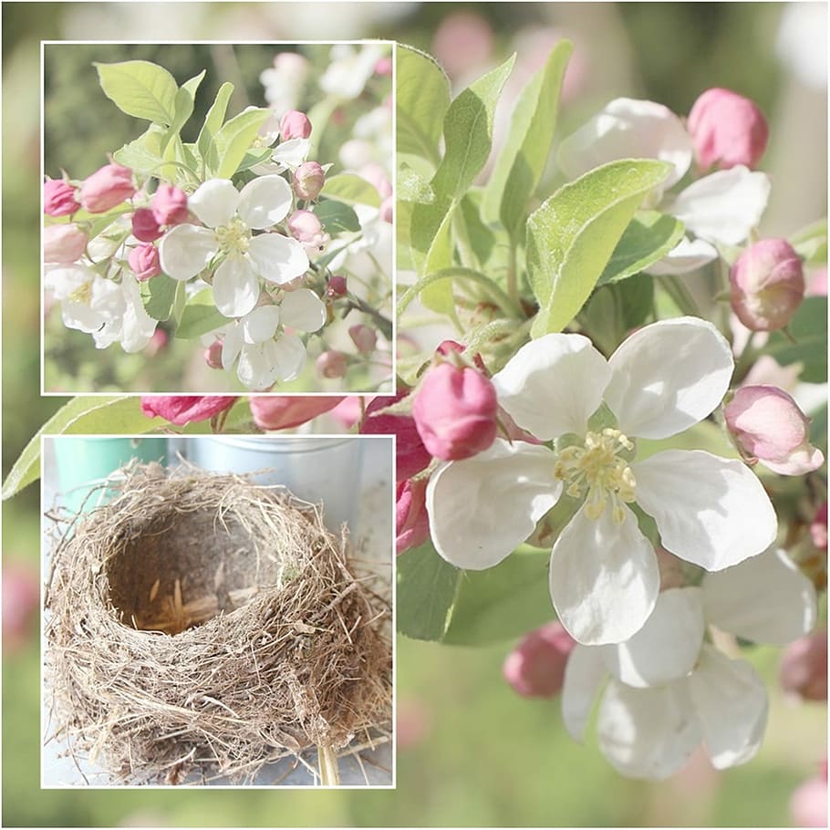 Bird'S Nest, Cherry Blossom, Spring, flower, pink color, no people HD wallpaper