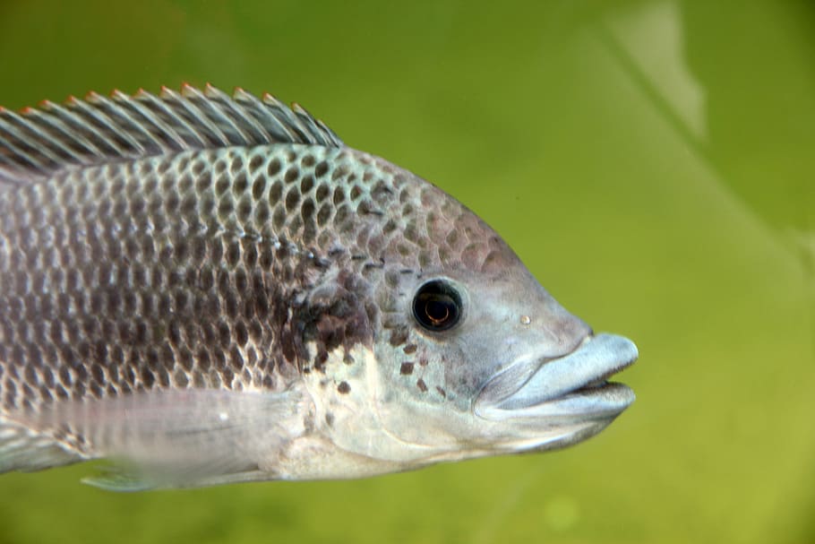 fish, water, blijdorp, animal, animal themes, one animal, vertebrate HD wallpaper