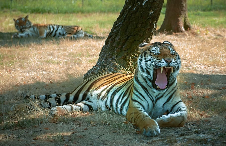 tiger beside tree, teeth, pause, animal, wildlife, mammal, nature HD wallpaper