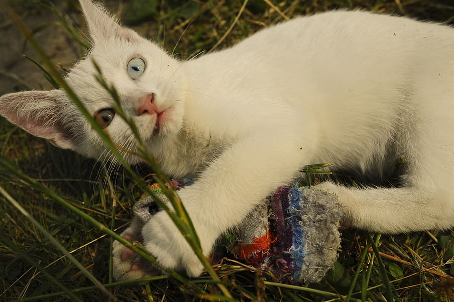 cat, white, odd-eye, deaf, kitten, blue, yellow, pets, domestic HD wallpaper