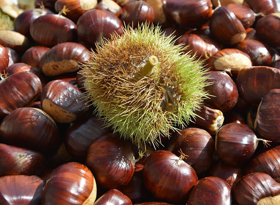 chestnuts, bug, bug thorny, shell thorny, spicy, field, nature HD wallpaper