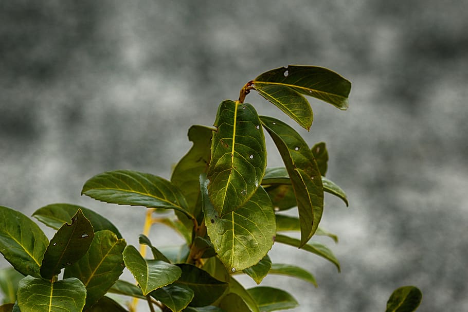 leaf, flora, nature, tree, growth, plant part, green color HD wallpaper