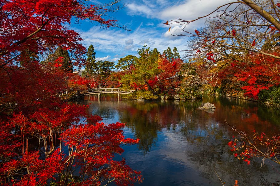photography of body of water near red leaf tree, japanese, asia
