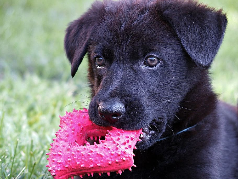 black Labrador retriever puppy biting pink toy on green grass, HD wallpaper