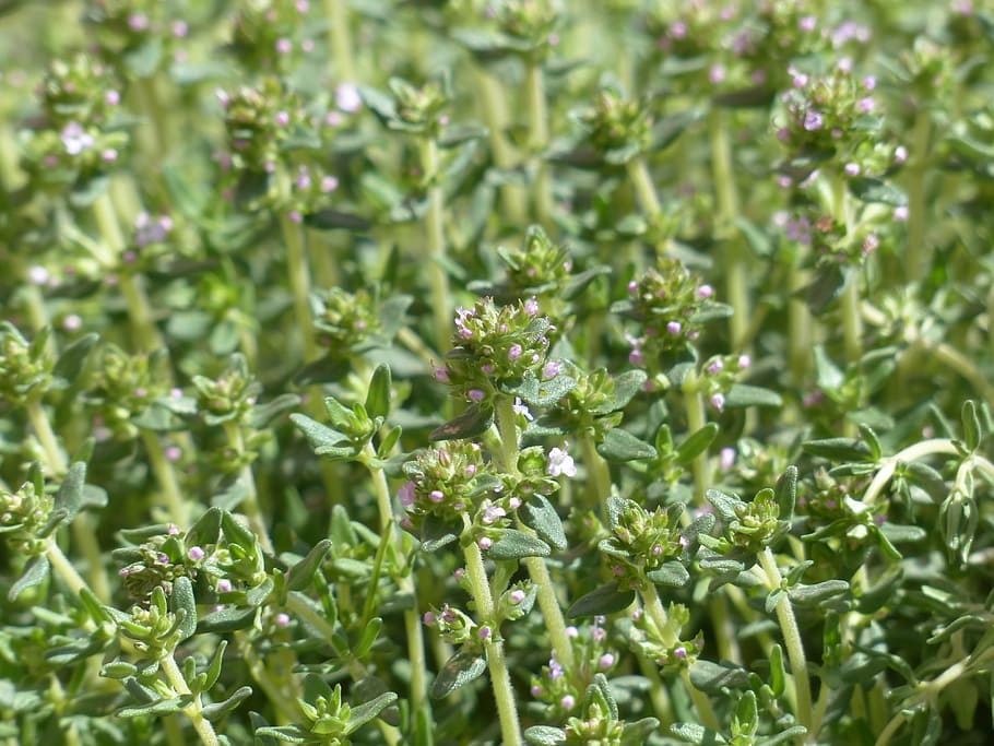 green leafed plants, thyme, blossom, bloom, kitchen herb, pink HD wallpaper