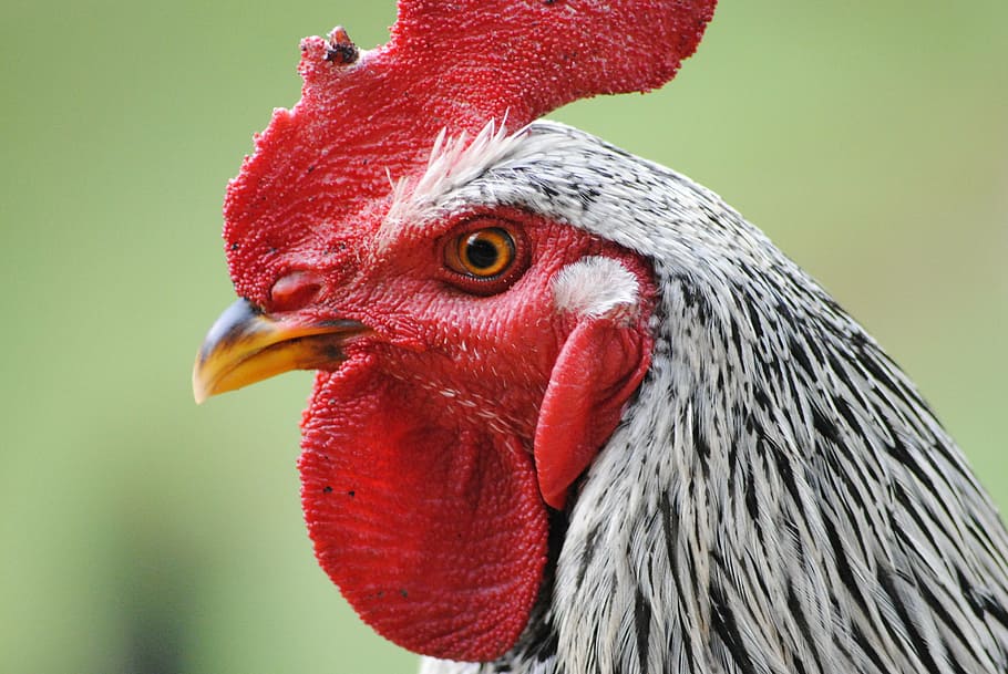 gallo, ave, feathers, crest, bird, animal themes, one animal HD wallpaper