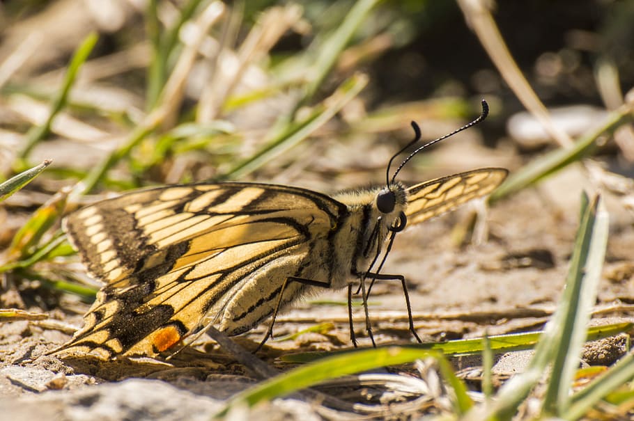 butterfly, macro, insect, animal, animal themes, one animal HD wallpaper