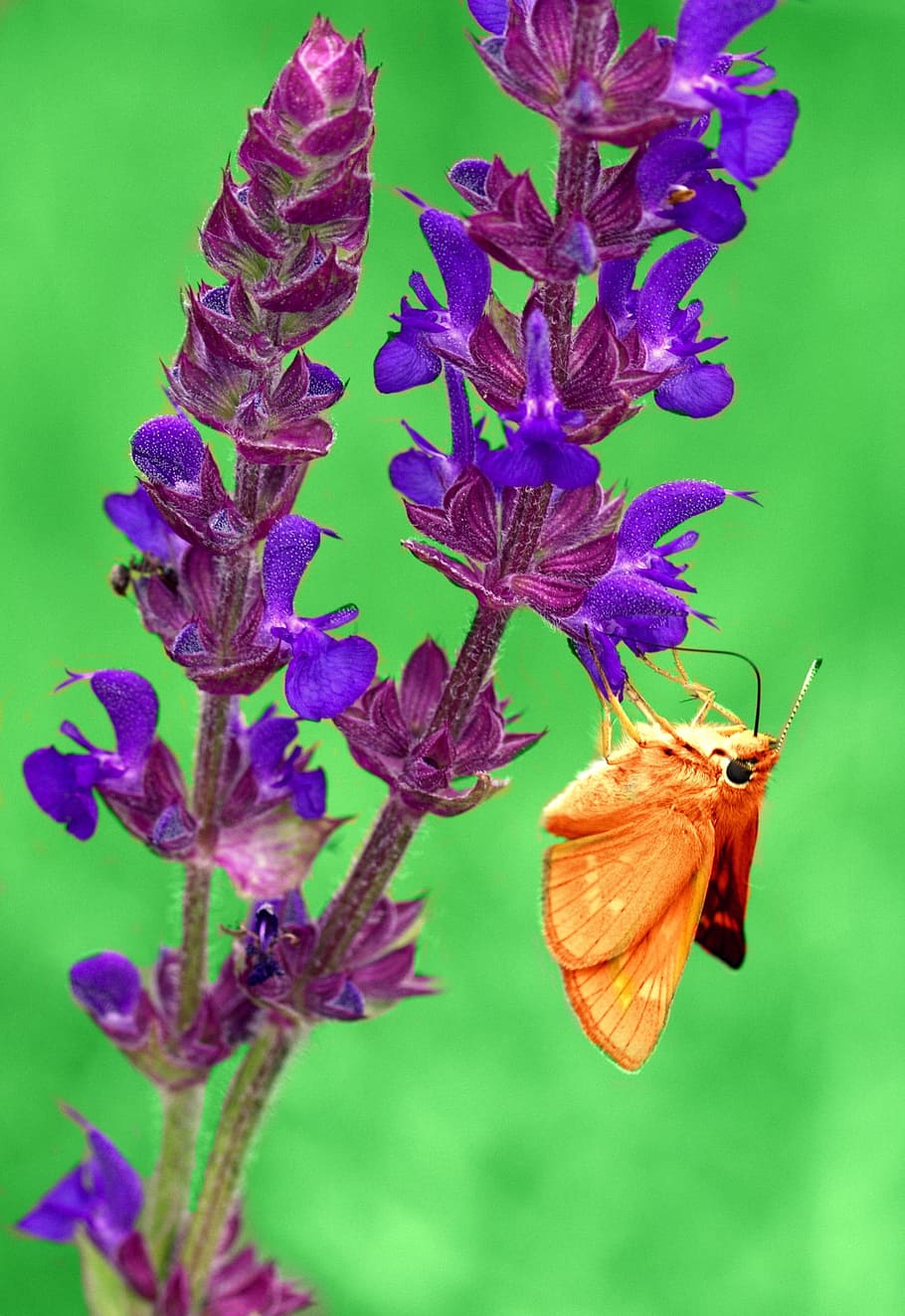 butterfly, wings, corn, coloring, insecta, flower, flowering plant HD wallpaper