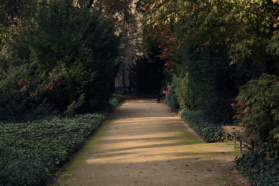 concrete pavement near plants, brown concrete pathway in between trees HD wallpaper