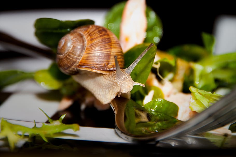 snail, salad, fork, meal, healthy, animals, plate, dine, court HD wallpaper