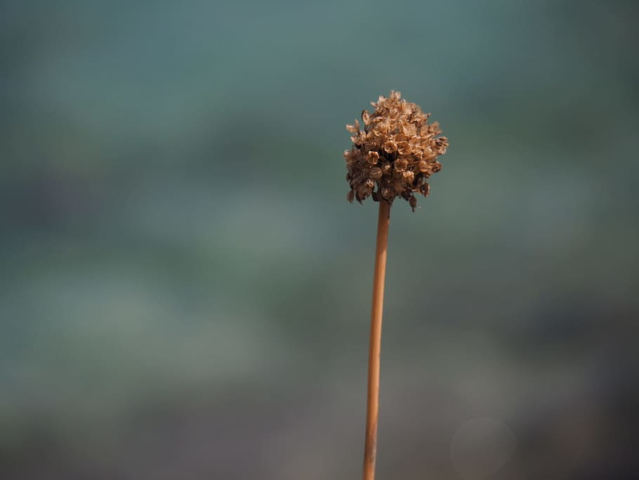 flower, close, color, macro, yellow, nature, wild flower, brown HD wallpaper