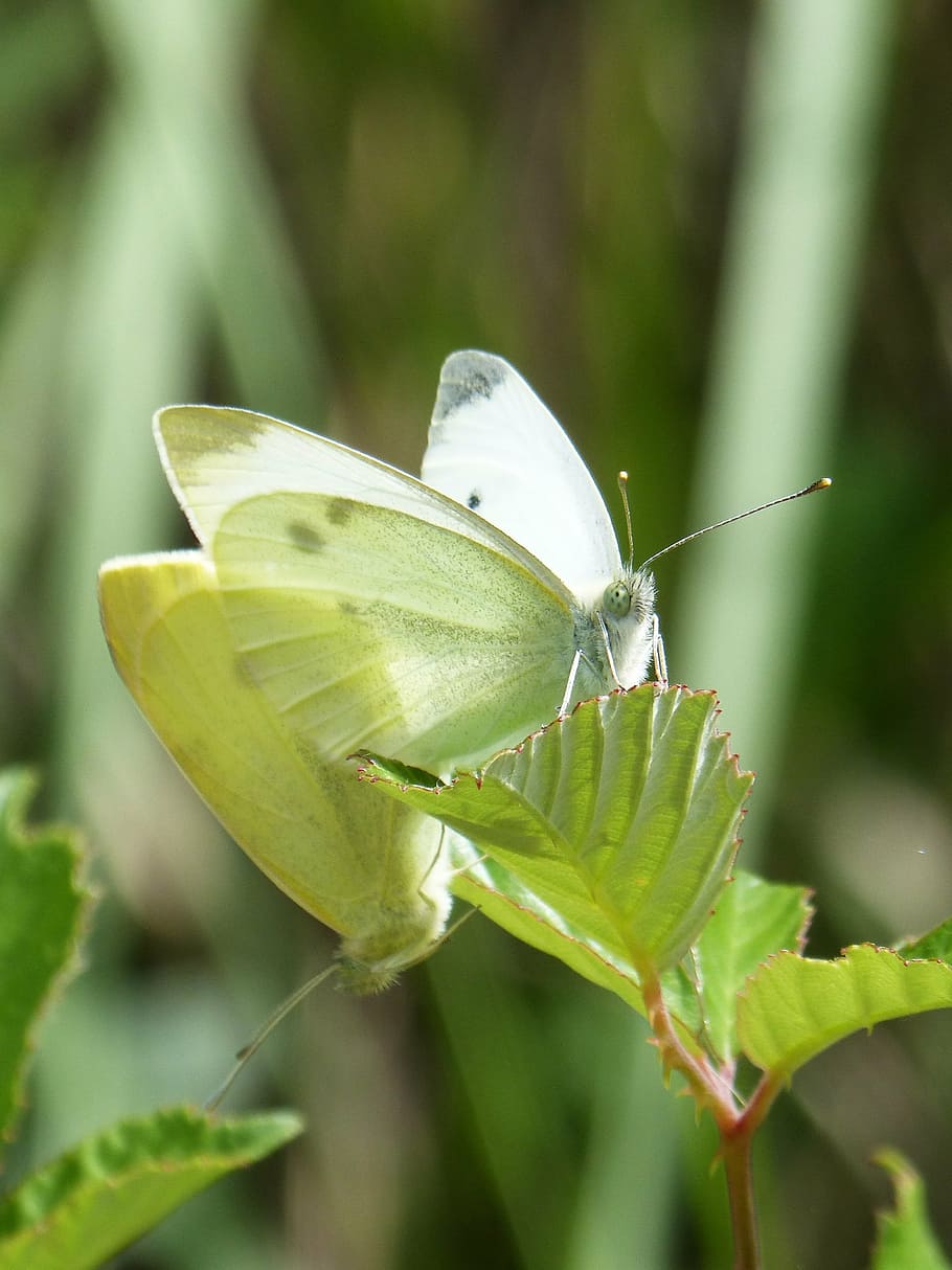 butterfly, blanqueta cabbage, pieris rapae, leaf, couple playback bugs HD wallpaper