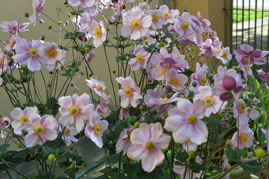 anemonae japonica, flowers, autumn, flowering plant, vulnerability, HD wallpaper