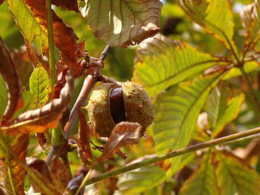 chestnut, tree, chestnut tree, autumn, plant, leaf, plant part HD wallpaper