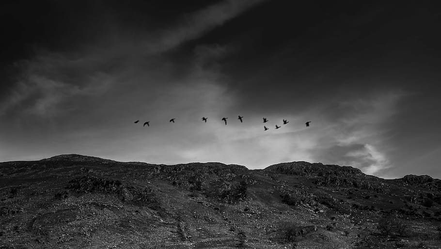flocks of flying birds below mountain, black, white, landscape, HD wallpaper