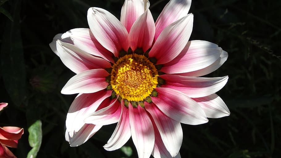 flowers, garden, spring, flowering plant, petal, freshness HD wallpaper