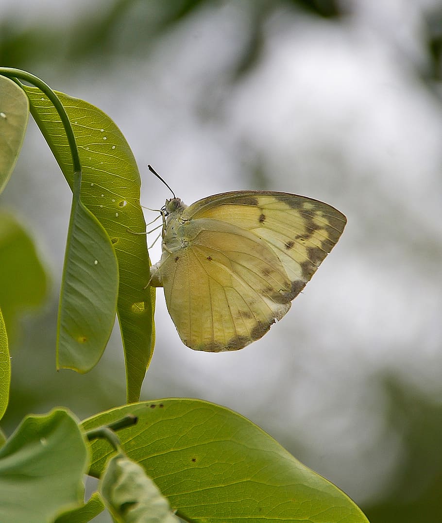 butterfly, insect, white, wild, wing, eggs, leaf, queensland HD wallpaper