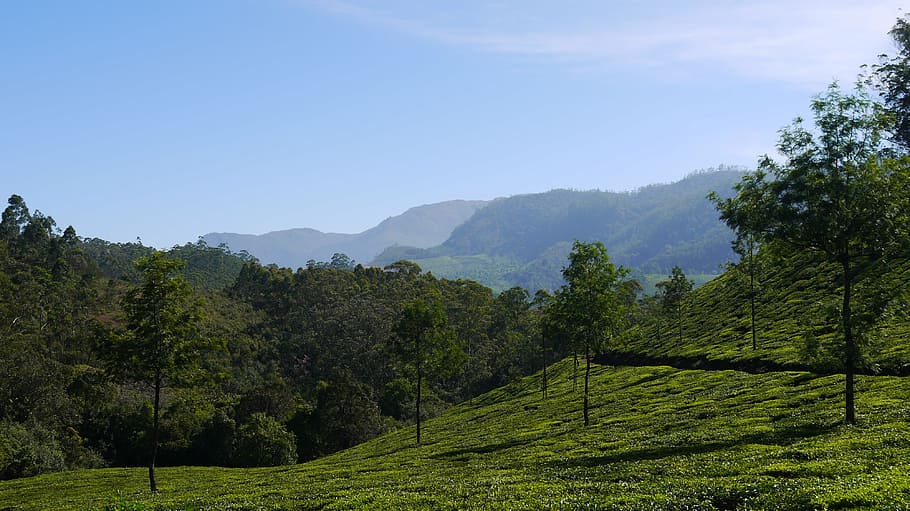 munnar, hills, india, mountain, nature, asia, tree, forest HD wallpaper