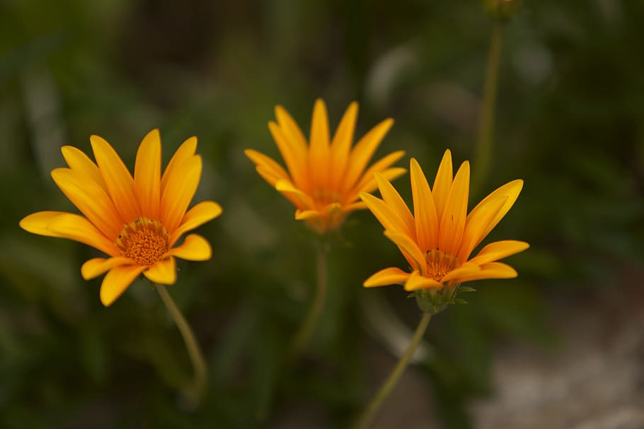 flower, nature, spring, plant, decoration, flowering plant HD wallpaper