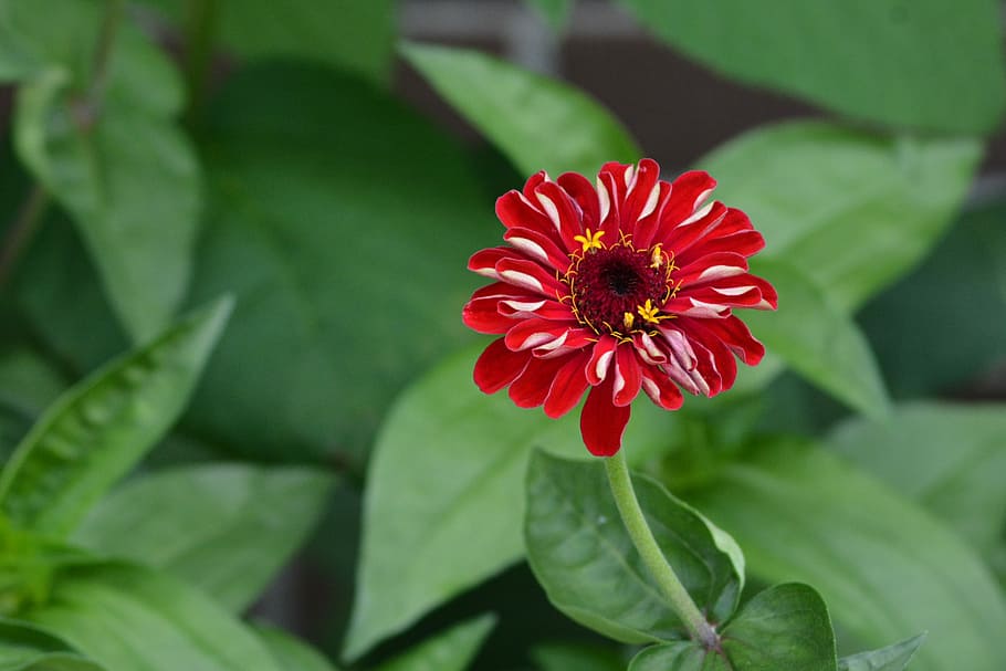 Red Zinnia Flower