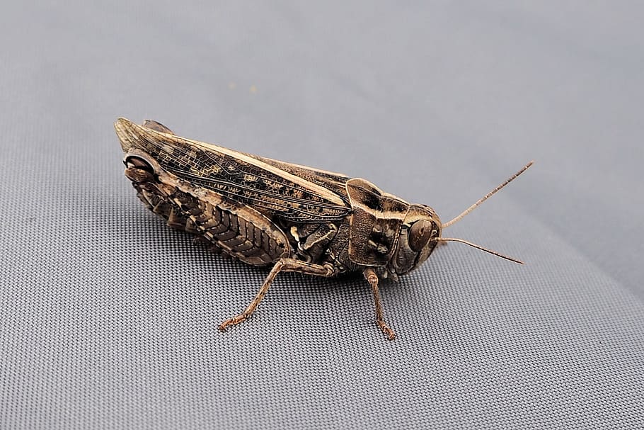 grasshopper, insect, close, macro, invertebrate, animal themes HD wallpaper